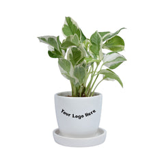 Njoy Pothos Money Plant in White Egg Round Shape Ceramic Planter with Plate