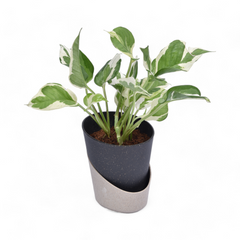 Njoy Pothos | Money Plant | Atlantis Eco