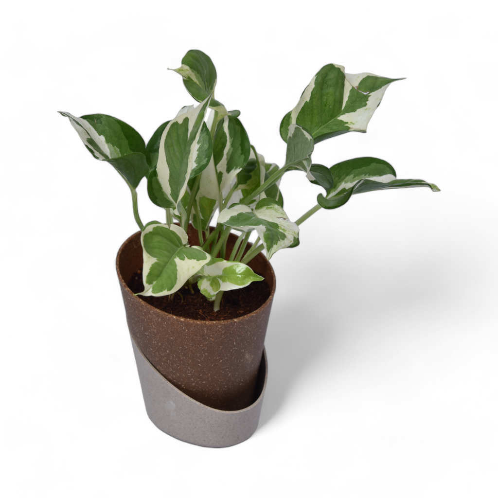 Njoy Pothos | Money Plant | Atlantis Eco