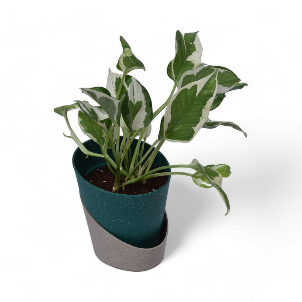 Njoy Pothos | Money Plant | Atlantis Eco