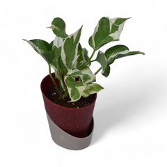 Njoy Pothos | Money Plant | Atlantis Eco