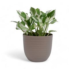 Njoy Pothos | Money Plant | Verona