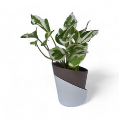 Njoy Pothos | Money Plant | Atlantis