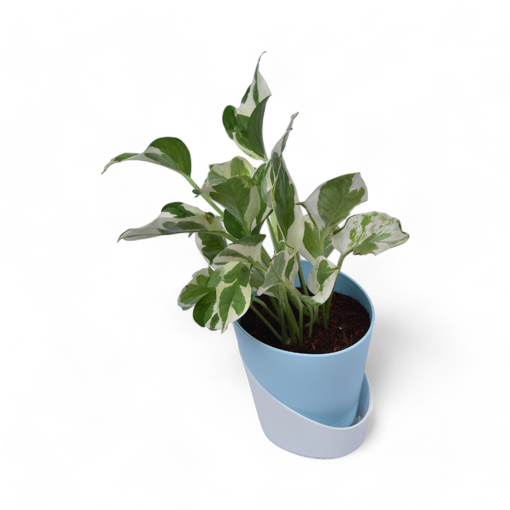 Njoy Pothos | Money Plant | Atlantis