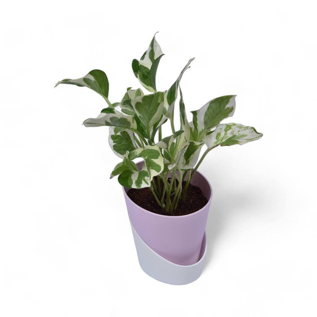 Njoy Pothos | Money Plant | Atlantis