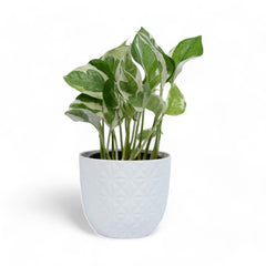 Njoy Pothos | Money Plant | Verona Diamond