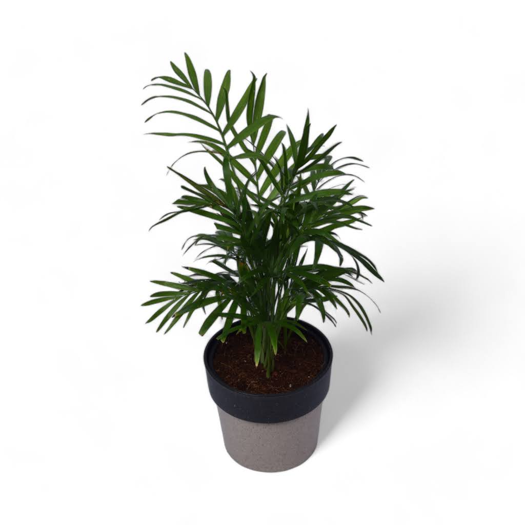 Parlour Palm | Chamaedorea Elegans | Arty Round