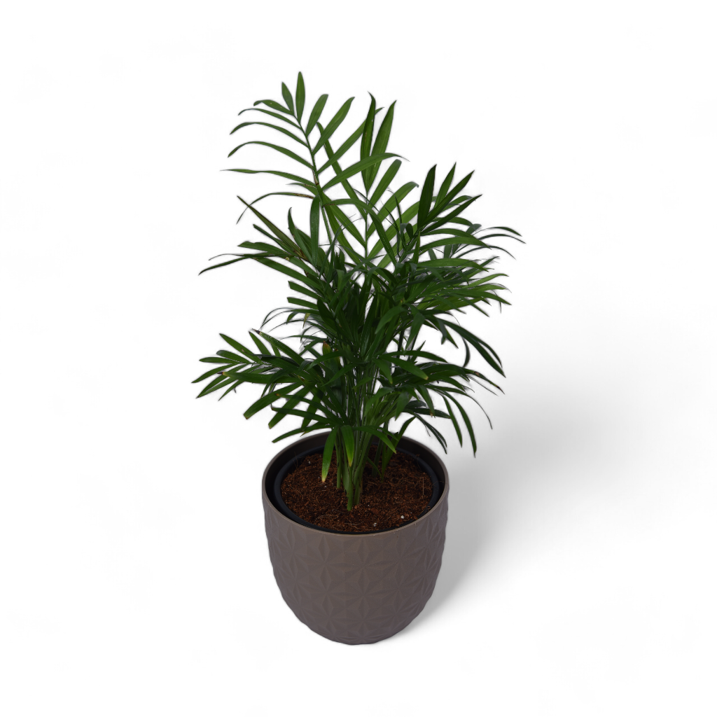Parlour Palm | Chamaedorea Elegans | Verona Diamond