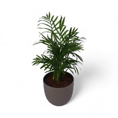 Parlour Palm | Chamaedorea Elegans | Verona Diamond