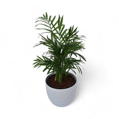 Parlour Palm | Chamaedorea Elegans | Verona Diamond