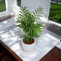 Parlour Palm Chamaedorea Elegans Plant in White Egg Round Shape Ceramic Planter with Plate