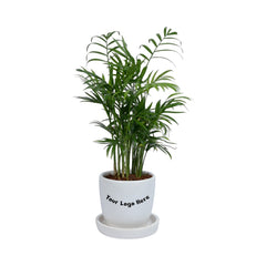 Parlour Palm Chamaedorea Elegans Plant in White Egg Round Shape Ceramic Planter with Plate