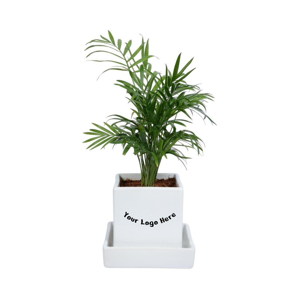 Parlour Palm Chamaedorea Elegans Plant in White Square Ceramic Planter With Plate