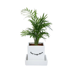 Parlour Palm Chamaedorea Elegans Plant in White Square Ceramic Planter With Plate