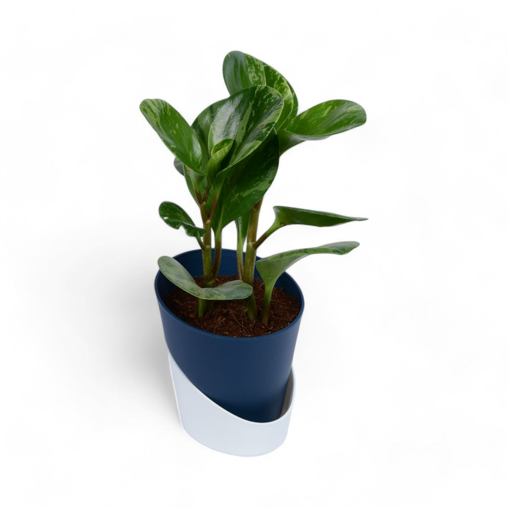 Peperomia | Obtusifolia | Atlantis