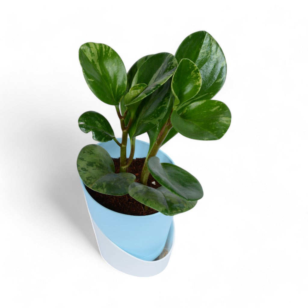 Peperomia | Obtusifolia | Atlantis