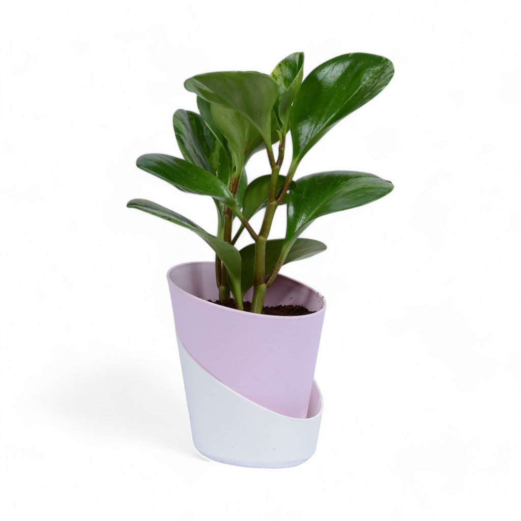 Peperomia | Obtusifolia | Atlantis