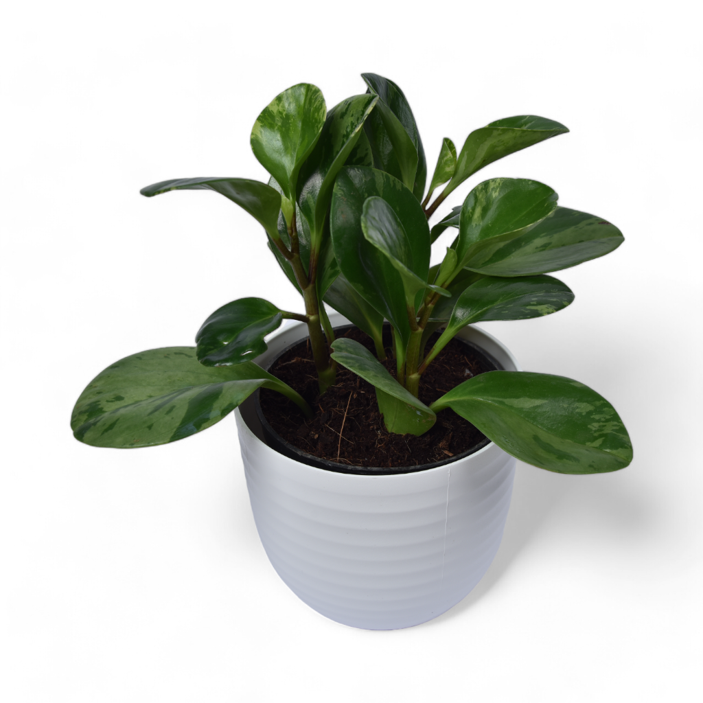 Peperomia | Obtusifolia | Verona