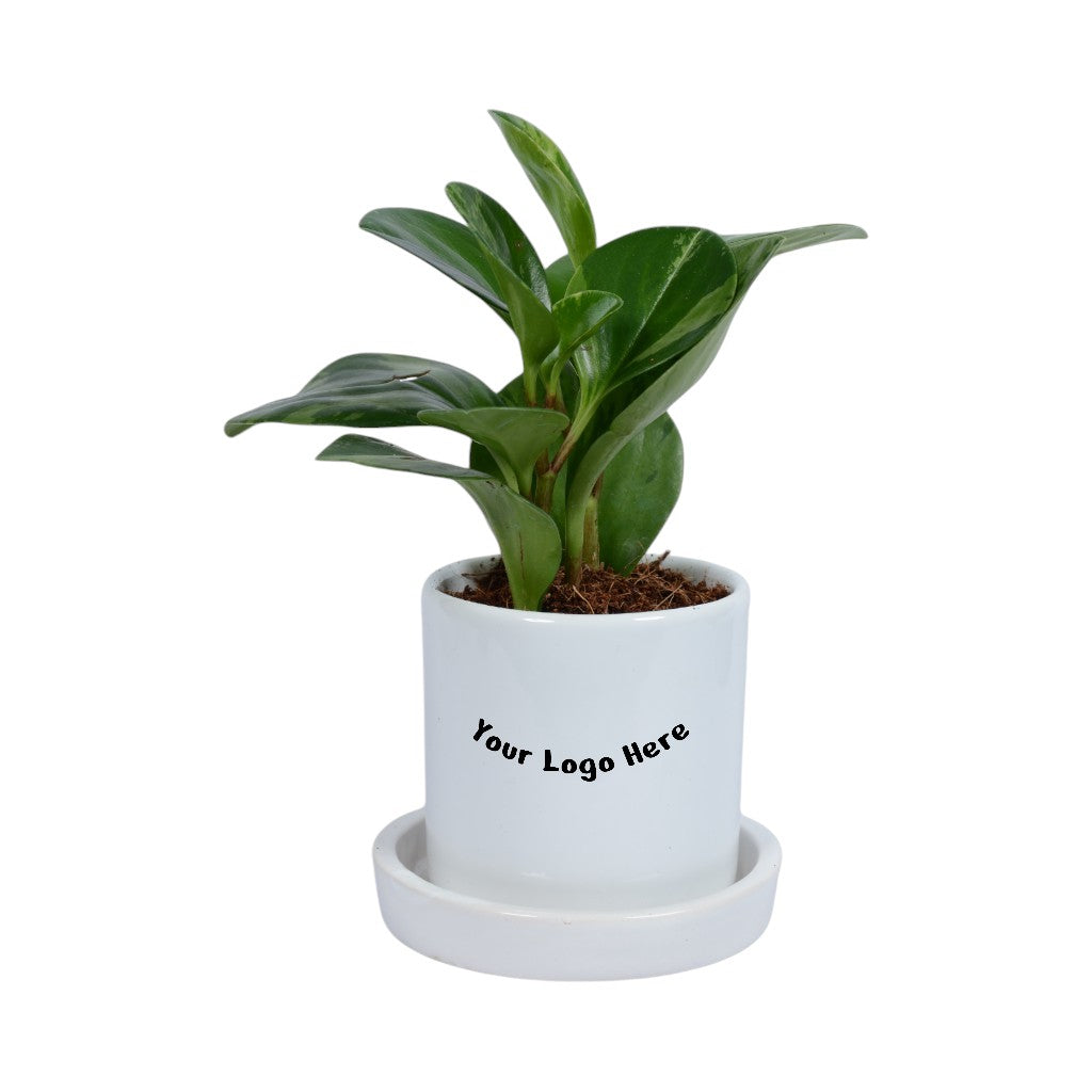 Peperomia Plant in White Cylindrical Ceramic Planter with Plate