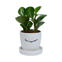 Peperomia Plant in White Egg Round Shape Ceramic Planter with Plate