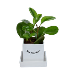 Peperomia Plant in White Square Ceramic Planter with Plate
