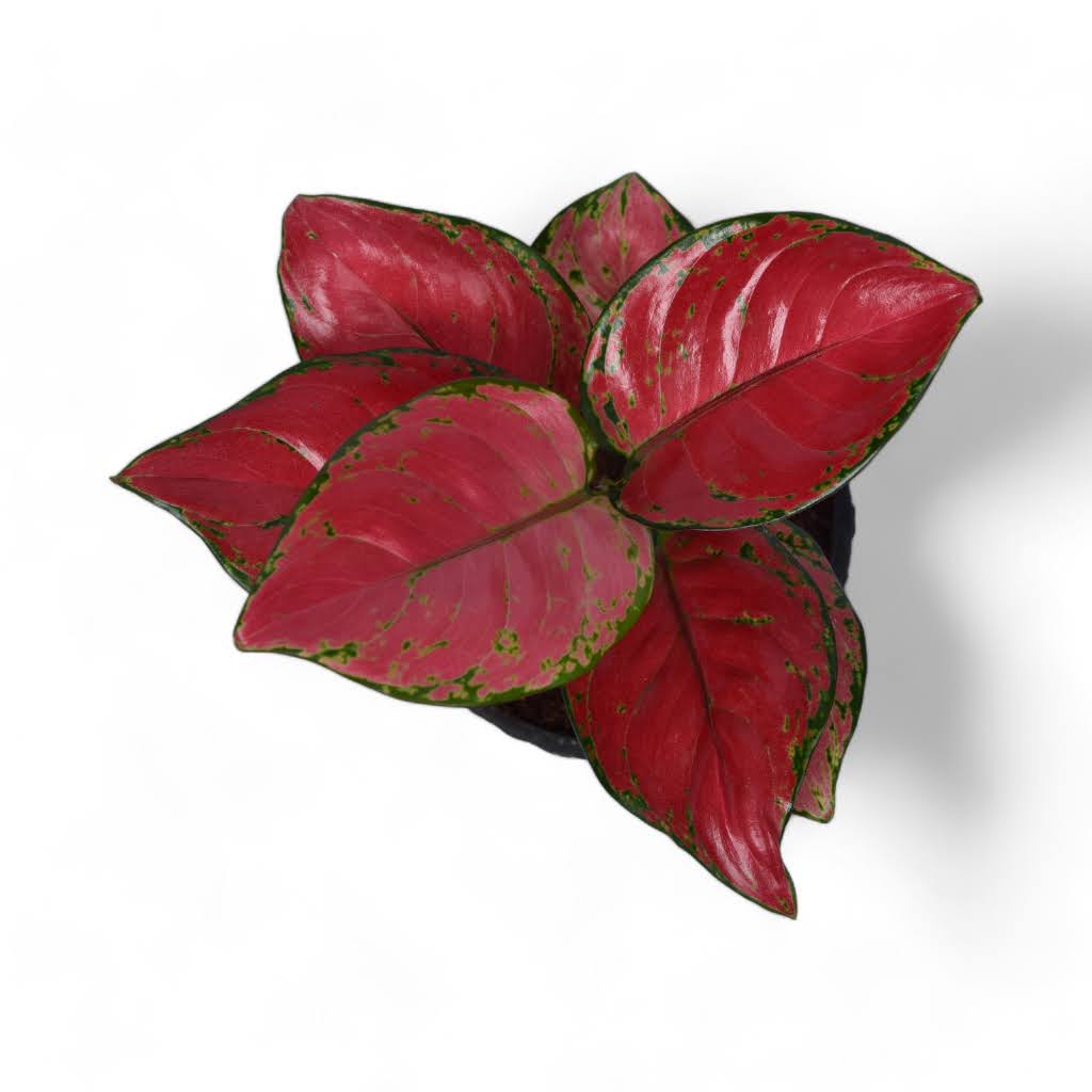 Pink | Aglaonema