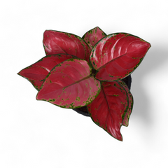 Pink Aglaonema | Verona Diamond