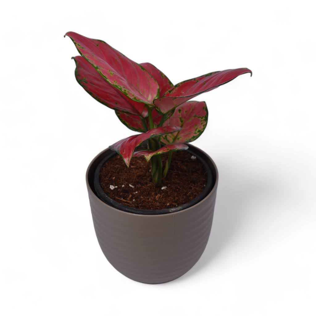 Pink | Aglaonema