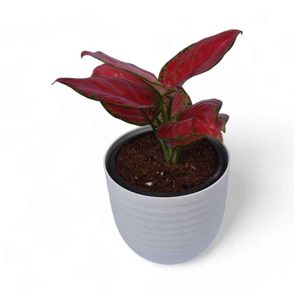 Pink Aglaonema | Verona