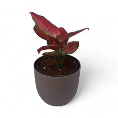 Pink Aglaonema | Verona Diamond