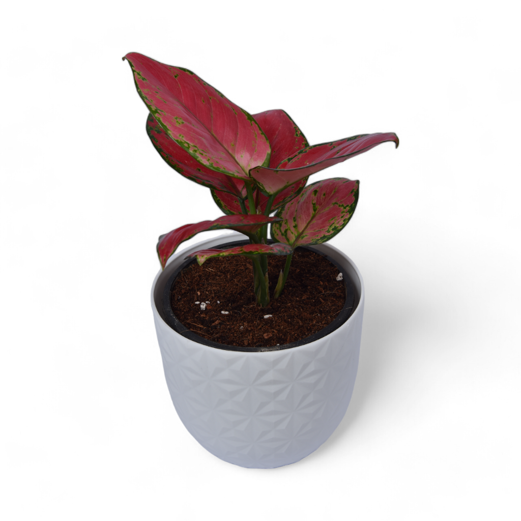 Pink Aglaonema | Verona Diamond