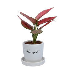 Pink Aglaonema Plant in White Egg Round Shape Ceramic Planter with Plate