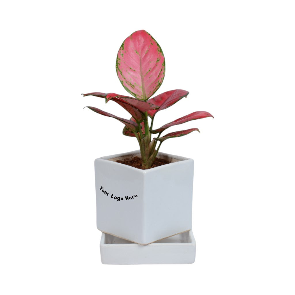 aglaonema hello kitty Pink Aglaonema Plant in White Square Ceramic Planter with Plate