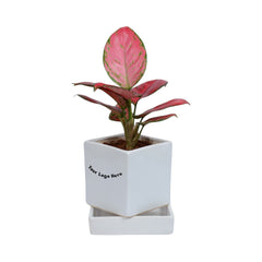 Pink Aglaonema Plant in White Square Ceramic Planter with Plate