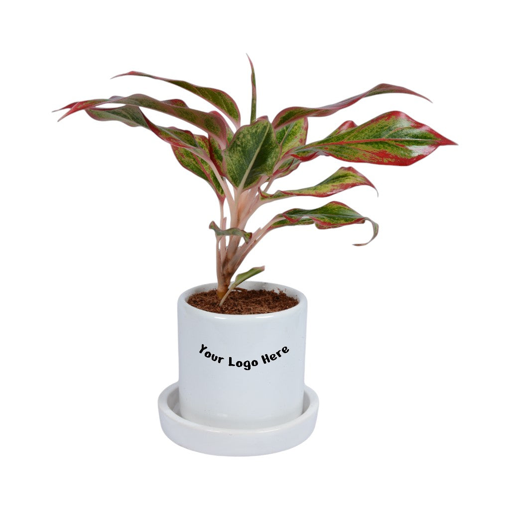 Red Lipstick Aglaonema Plant in White Cylindrical Ceramic Planter with Plate