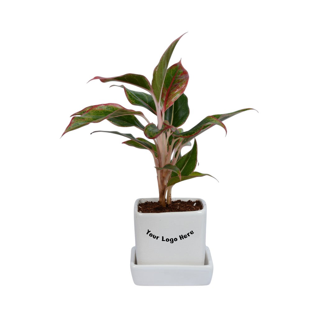 Red Lipstick Aglaonema Plant in White Small Square Ceramic Planter with Plate