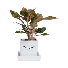 Red Lipstick Aglaonema Plant in White Medium Square Ceramic Planter with Plate