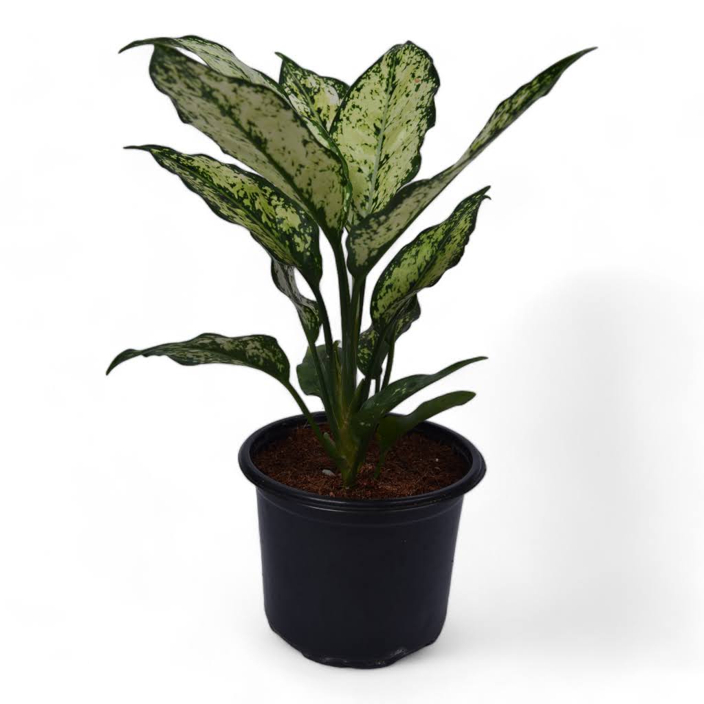 Snow White | Aglaonema | Grow Pot