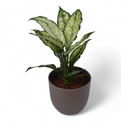 Snow White | Aglaonema | Verona