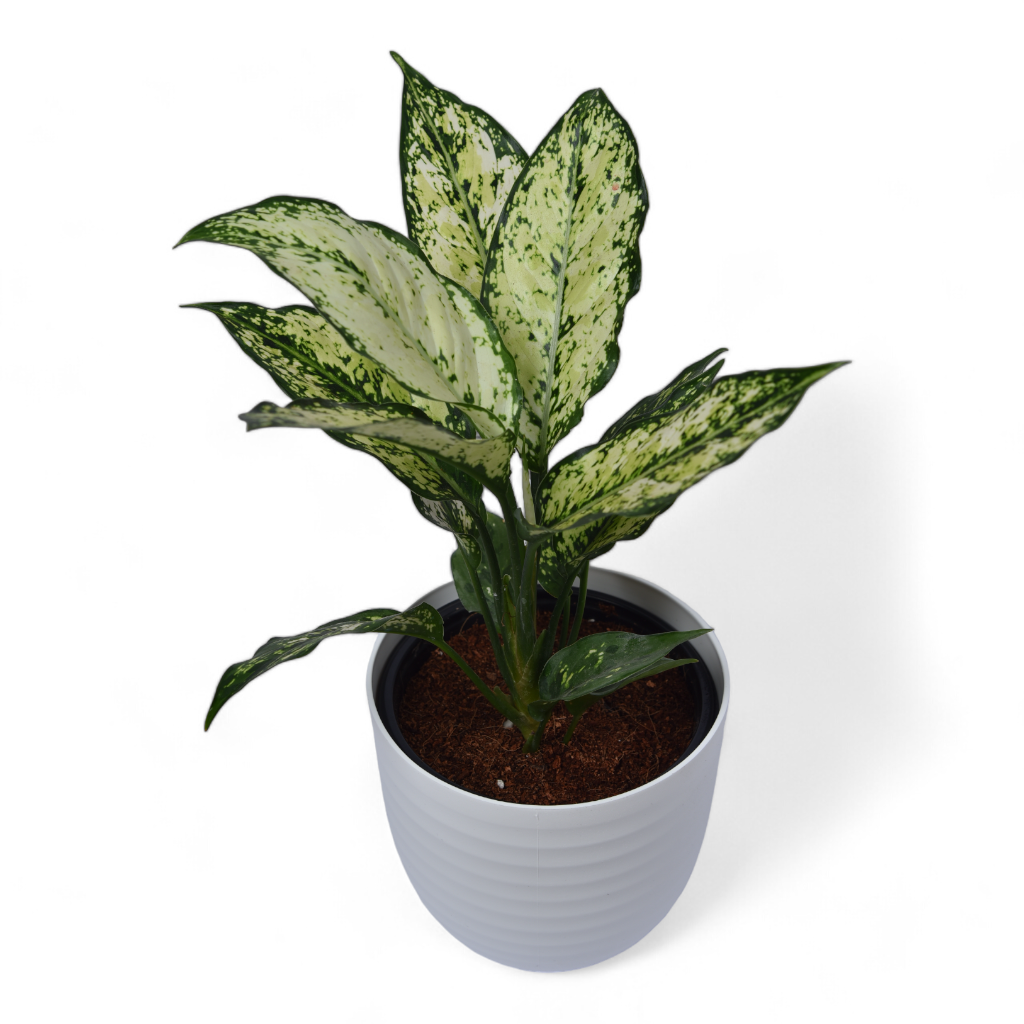 aglaonema snowflake Snow White | Aglaonema