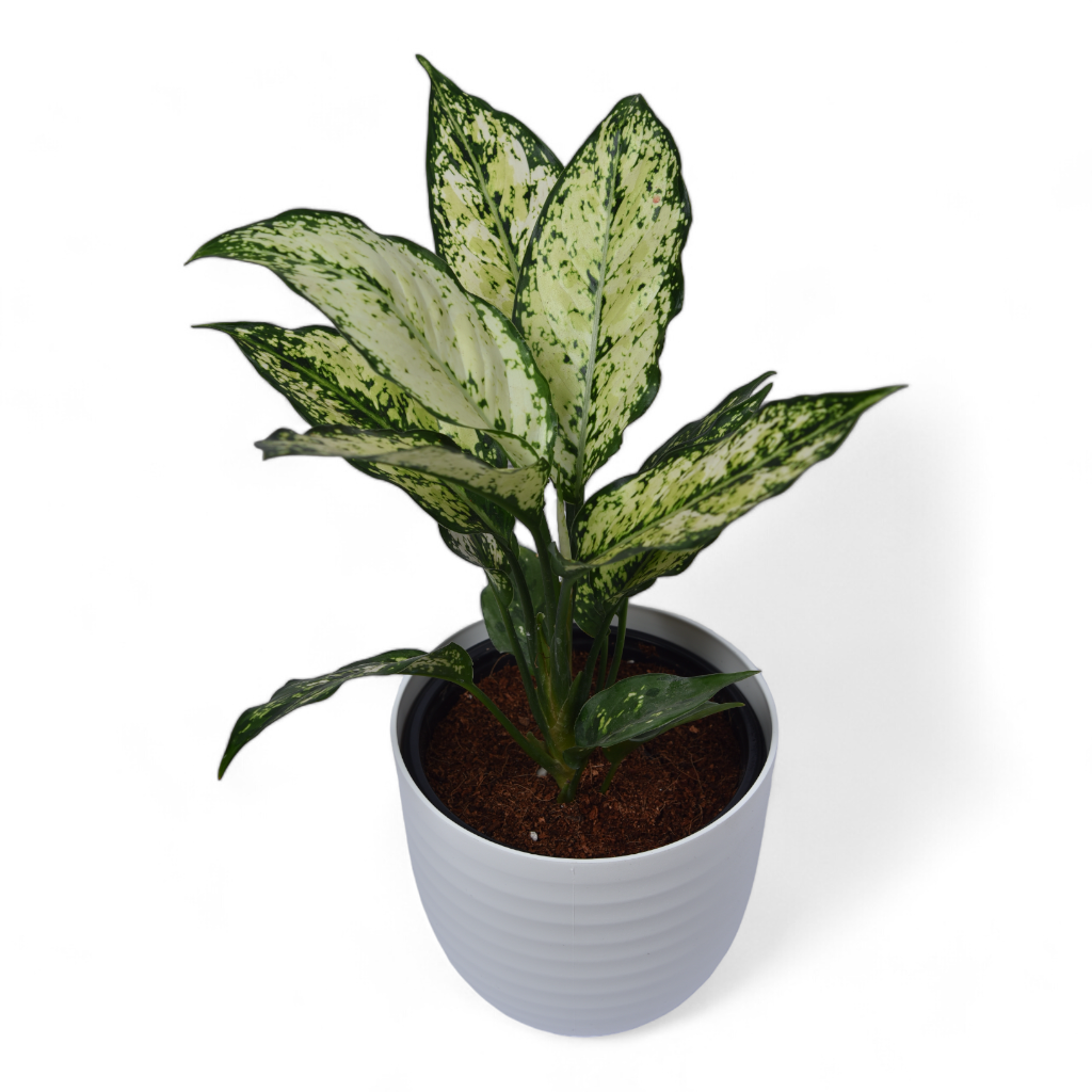 Snow White | Aglaonema | Verona