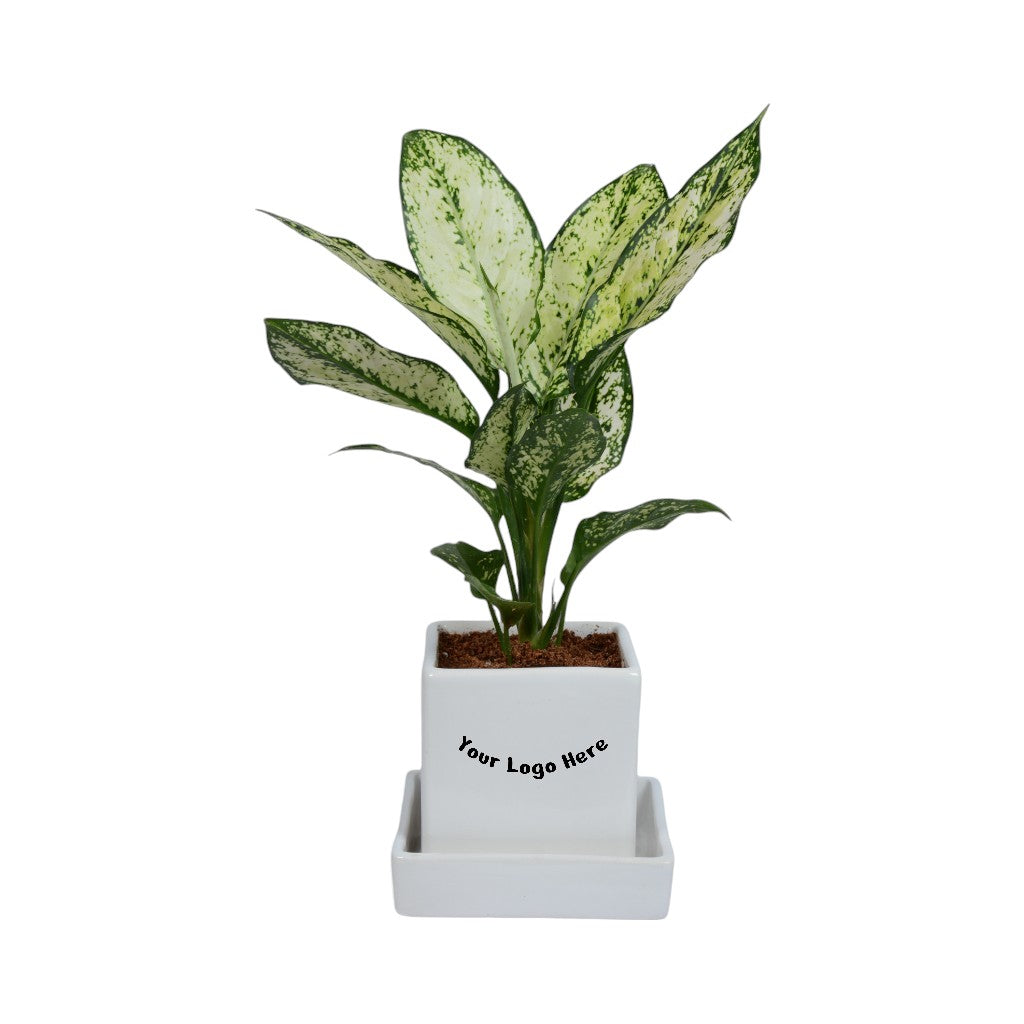 Snow White Aglaonema Plant in White Square Ceramic Planter with Plate