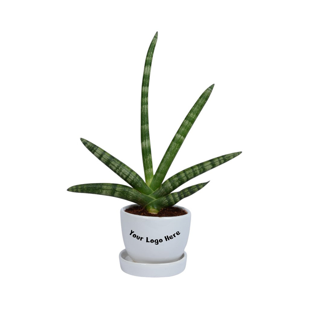 Star Sansevieria Succulent Plant in White Mini Egg Ceramic Planter with Plate