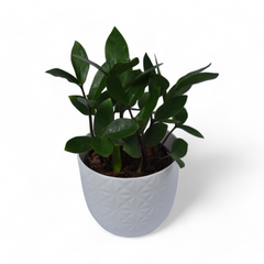 Green Zz | Zamioculcas Zamia | Verona Diamond